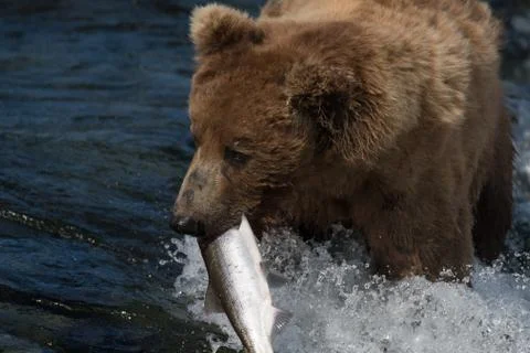 Large Alaskan brown bear Stock-Fotos