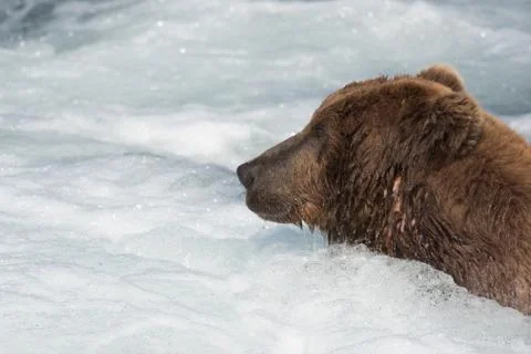 Large Alaskan brown bear in rapids Stock-Fotos