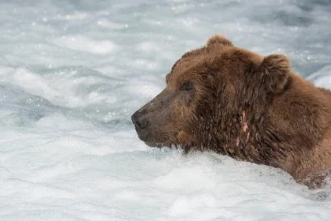 Large Alaskan brown bear in rapids Stock-Fotos