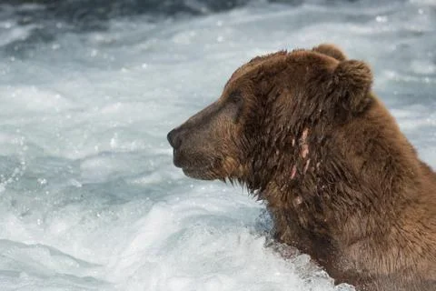 Large Alaskan brown bear in rapids Stock-Fotos