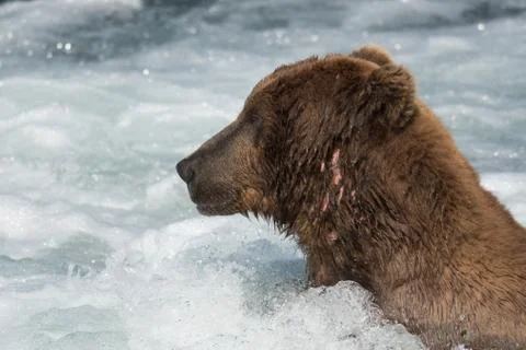 Large Alaskan brown bear in rapids Fotos de archivo