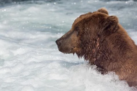 Large Alaskan brown bear in rapids Stock-Fotos