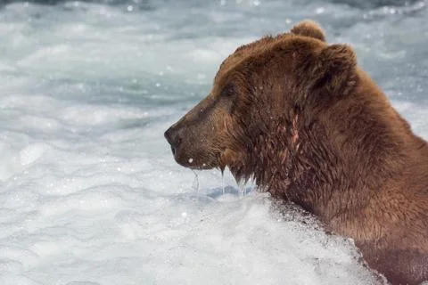 Large Alaskan brown bear in rapids Fotos de archivo