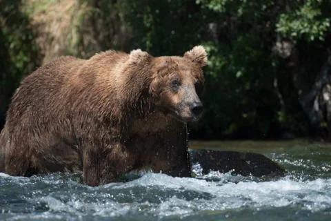 Large Alaskan brown bear in river 스톡 사진