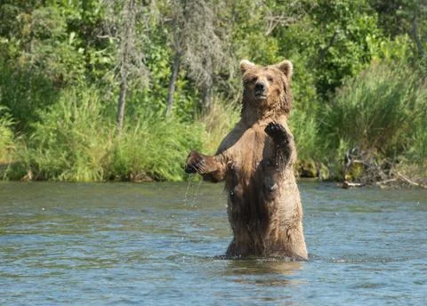 Large Alaskan brown bear sow in water Stock-Fotos