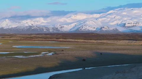 Large Alaskan Coastal Grizzly Brown Bear chases 2 other bears in stunning Stock Footage 115249341