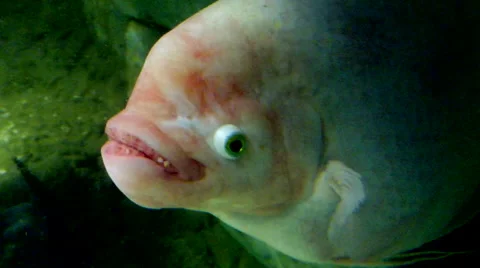 A large albino fish with big lips and bu... | Stock Video | Pond5