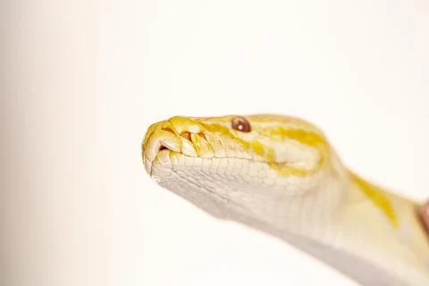 Large albino molur python in the hands of a brunette girl 写真素材