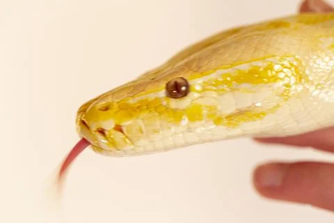 Large albino molur python in the hands of a brunette girl 写真素材