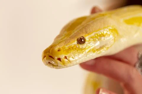 Large albino molur python in the hands of a brunette girl Foto stock