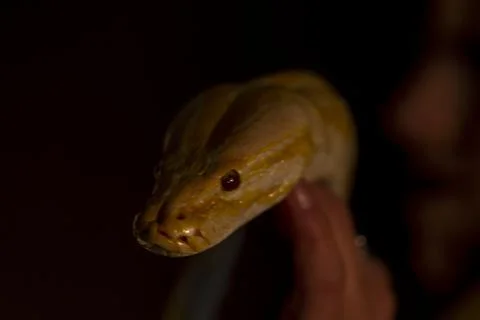 Large albino molur python in the hands of a brunette girl Stock Photos