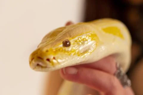 Large albino molur python in the hands of a brunette girl Stock Photos
