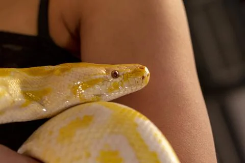 Large albino molur python in the hands of a brunette girl 스톡 사진