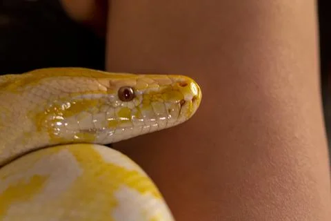 Large albino molur python in the hands of a brunette girl Stock Photos