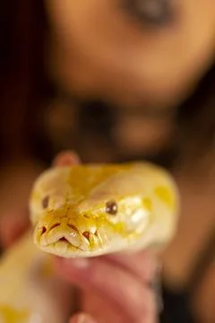 Large albino molur python in the hands of a brunette girl Stock Photos