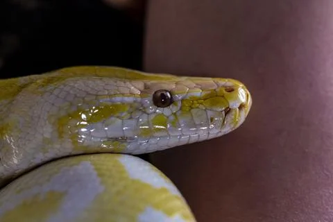 Large albino molur python in the hands of a brunette girl Stock Photos