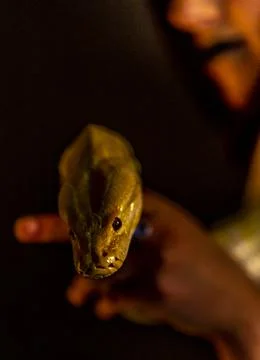 Large albino molur python in the hands of a brunette girl Photos