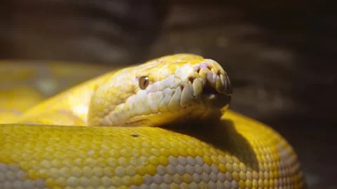 Large albino reticulated python rests coiled in a zoo enclosure Stock Footage 334092504