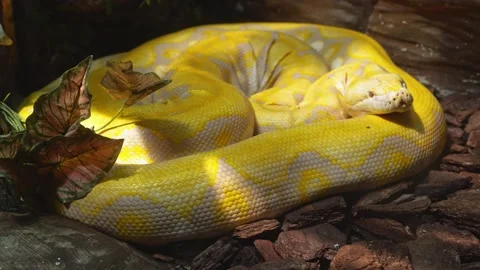 Large albino reticulated python rests coiled in a zoo enclosure Stock Footage 334092515