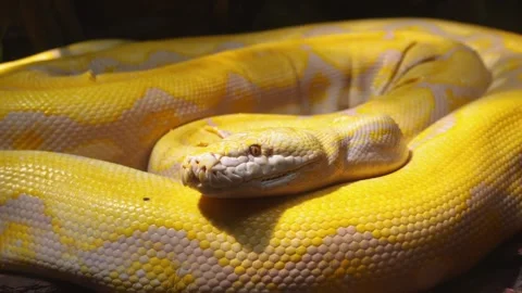 Large albino reticulated python rests coiled in a zoo enclosure Stock Footage 334092517