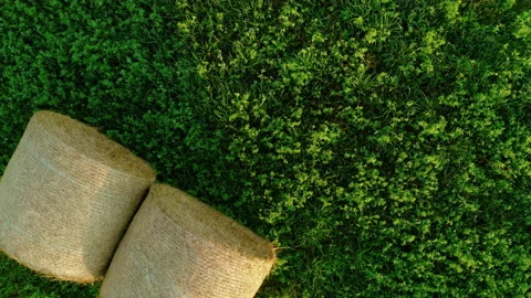 A large alfalfa field. Haystack on a field in the village. Video stock 157884396