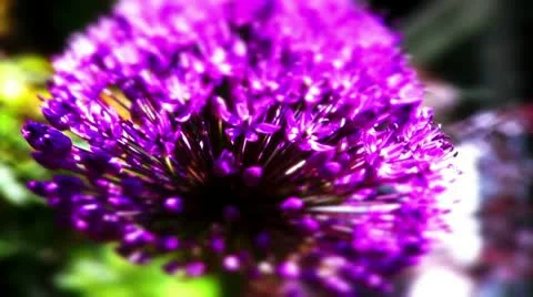 Large alium flower Stock Footage 10823903