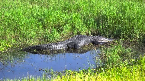 Large alligator basking in the sun near freshwater pond in Florida marshland Stock Footage 332818399