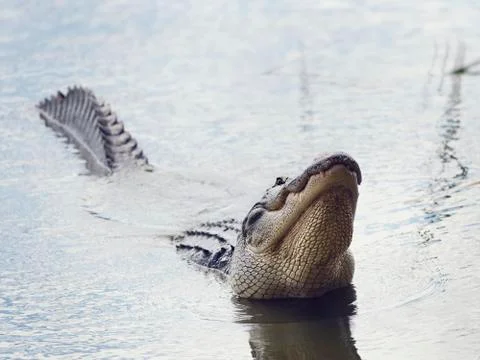 Large Alligator Calls Stock Photos