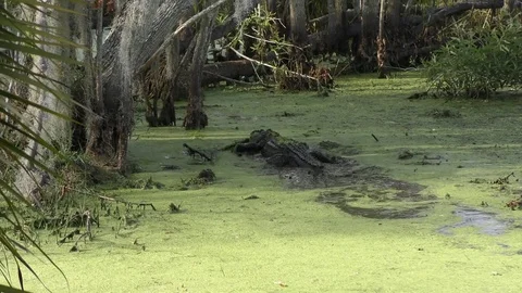 Large alligator chasing a smaller one Stock Footage 74285067