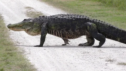 Large alligator crossing road Stock Footage 74604941