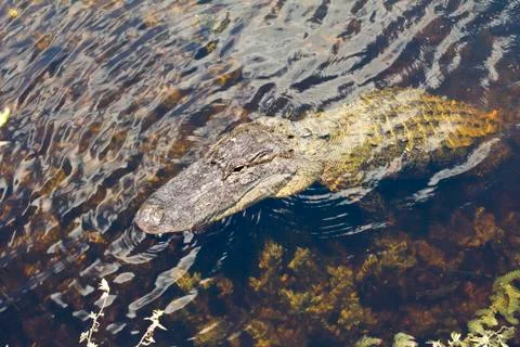 Large Alligator Foto stock