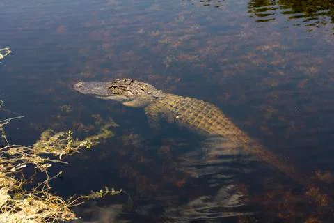 Large Alligator Foto stock