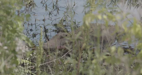 Large Alligator Rests in the Water through some Brush 03 Stock Footage 153299213