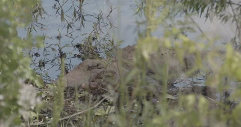 Large Alligator Rests in the Water through some Brush 02 Stock Footage 153300491
