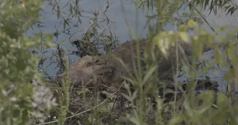 Large Alligator Rests in the Water through some Brush Stock Footage 153310679