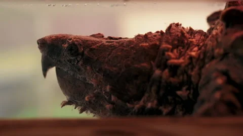 Alligator Snapping Turtle Stock Video Footage | Royalty Free Alligator