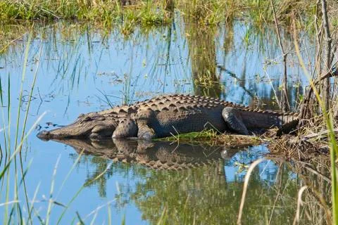 Large alligator sunning Stock Photos