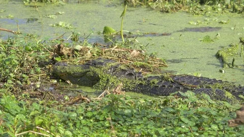 Large Alligator in Swamp, 4K Stock Footage 72555165