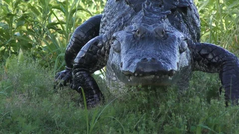 Large alligator walking to canal Vidéo 87948068
