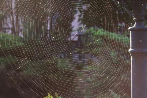A large, almost perfect quality web is woven on a pole by a spider Stock Photos