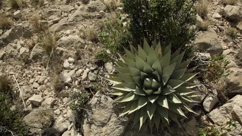 Large aloe plant Stock Footage 104877210