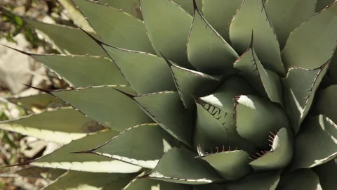 Large aloe plant Stock Footage 104877260