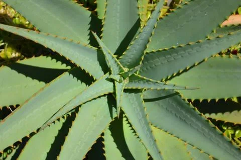 Large aloe vera with patterns on the leaves Фото