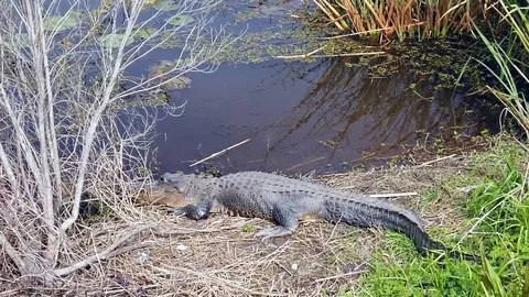 A Large American Alligator Stock Footage 123715749