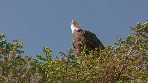 Large American Bald Eagle Raptor Bird of Prey Atop Tree Keeps Watch Stock Footage 83115904