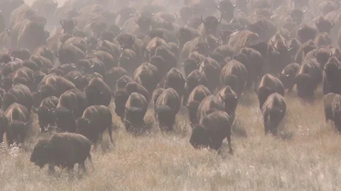 Large American Bison aka Buffalo Herd Stampede Running in Slow Motion Stock Footage 127378760