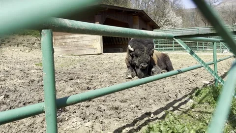 Large American bison buffalo resting in a muddy zoo paddock enclosure Stock Footage 340079384