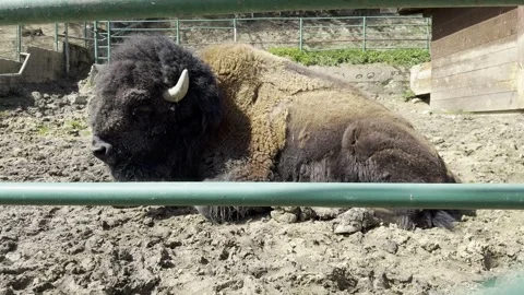Large American bison buffalo resting in a muddy zoo paddock enclosure Stock Footage 340079407