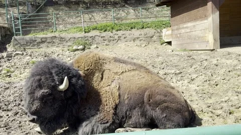Large American bison buffalo resting in a muddy zoo paddock enclosure Stock Footage 340079427