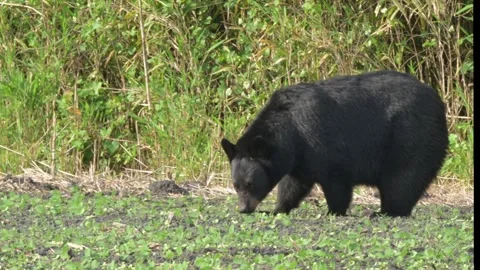 Large American Black Bear Eating Soybeans From Farmers Field Stock Footage 282913734